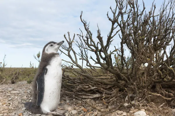 Pinguinera 'daki penguen kolonisi Faro Cabo Virgenes.