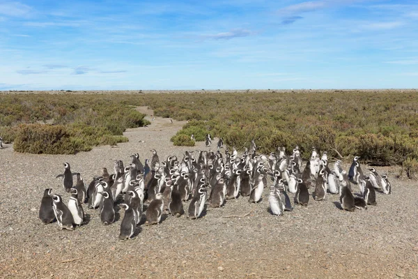 Pinguinera 'daki penguen kolonisi Faro Cabo Virgenes.