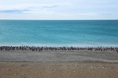 Pinguinera 'daki penguen kolonisi Faro Cabo Virgenes.