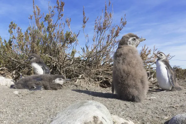 Колония Пингвинов Pinguinera Faro Cabo Virgenes — стоковое фото