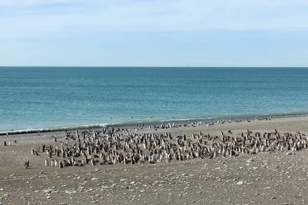 Pinguinera 'daki penguen kolonisi Faro Cabo Virgenes.