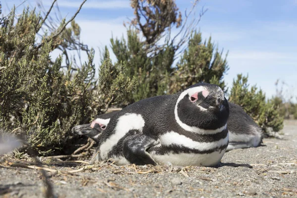 Колония Пингвинов Pinguinera Faro Cabo Virgenes — стоковое фото