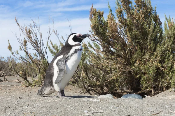 Pinguinera 'daki penguen kolonisi Faro Cabo Virgenes.