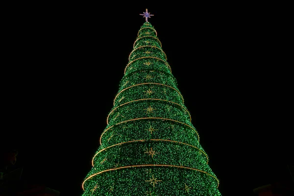 Choinka Tangua Park Curitiba — Zdjęcie stockowe