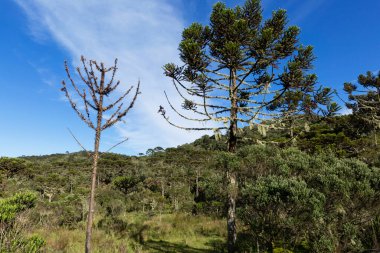 Güney Brezilya 'da Araucarias Ormanı.