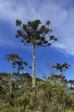 Güney Brezilya 'da Araucarias Ormanı.