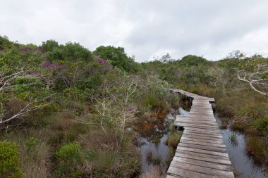 Chapada Diamantina 'daki duman şelalesine giden yolda bir yaya köprüsü..