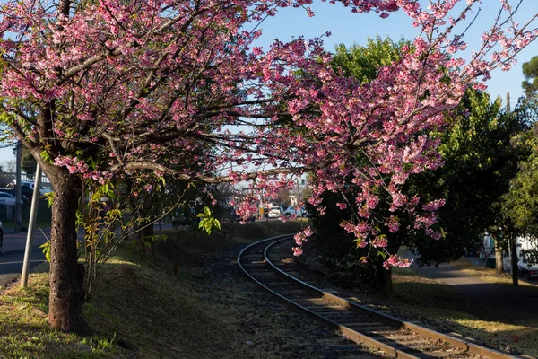 Railroad Cherry Blossom Tree Curitiba Parana Brazil — Foto Stock