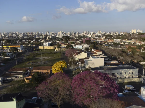 Flowering Ipes Curitiba Santa Quiteria Neighborhood — Foto de Stock