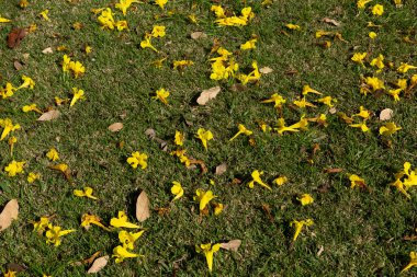 Rug of yellow ipe flowers on the floor.