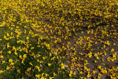 Rug of yellow ipe flowers on the floor.