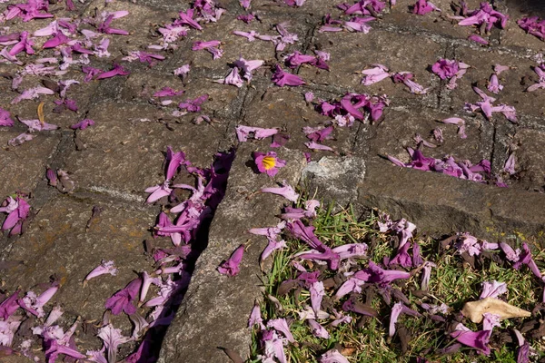 Rug Purple Ipe Flowers Floor —  Fotos de Stock