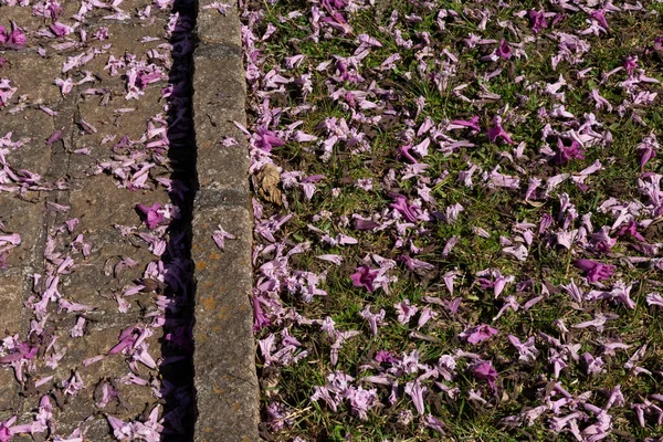 Rug Purple Ipe Flowers Floor — 图库照片