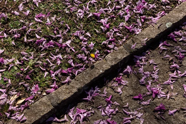 Ковер Фиолетовых Цветов Айпы Полу — стоковое фото