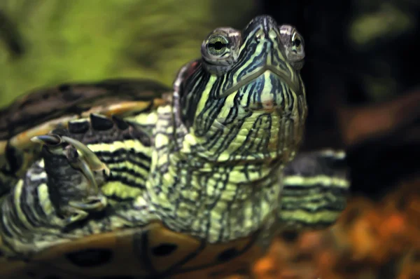 Черепаха под водой — стоковое фото
