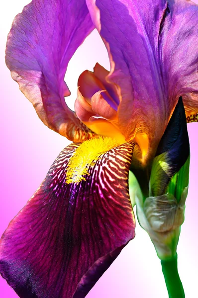 Цветок с языком — стоковое фото