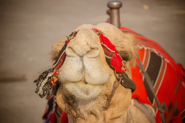 Bedouin camel in Israel near the Dead Sea — Stock Photo, Image