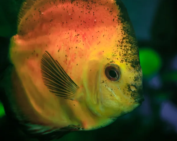 Small goldfish — Stock Photo, Image