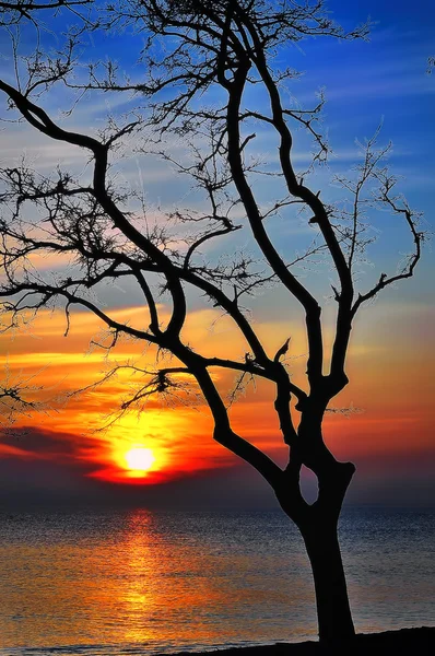Silhouette dell'albero autunnale al tramonto — Foto Stock