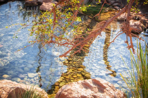 ritüellerde ein gedi içinde ölü deniz kenarında