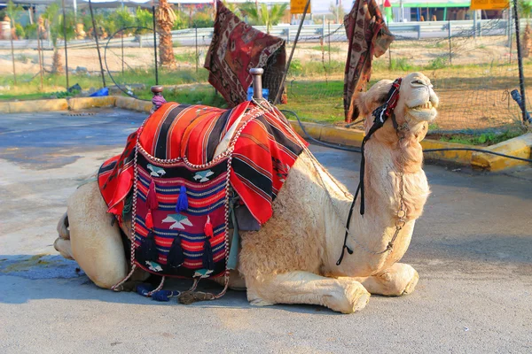 Bedouin camel — Stock Photo, Image