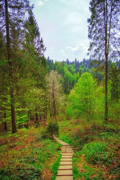 Посеред карпатських лісів — стокове фото