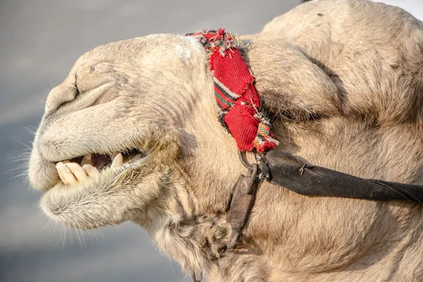 Bedouin camel in Israel near the Dead Sea — Stock Photo, Image