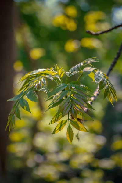 枝や葉、ボケの背景 — ストック写真