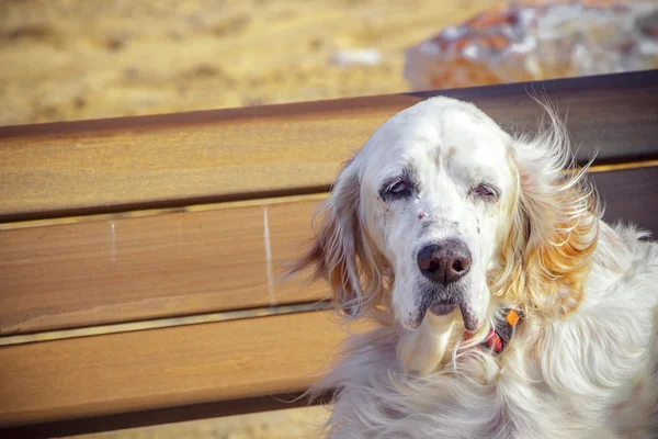 Dog portrait on bench — Stock Photo, Image