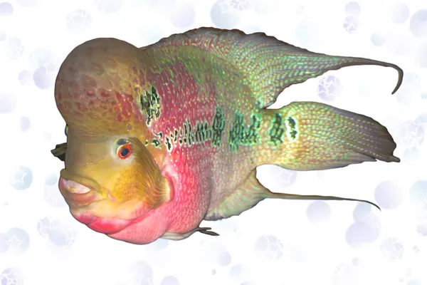 Pink cichlid — Stock Photo, Image