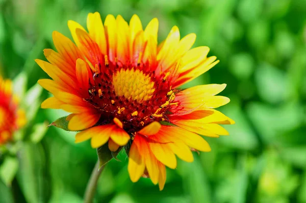 Bright Flower Yellow Petals Orange Nectarines Pollen Green Blurred Background — Stock Photo, Image