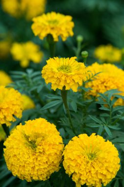 marigold çiçek grubu