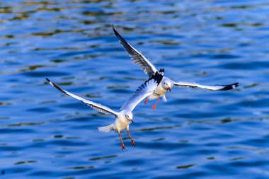 eylem uçan martıları