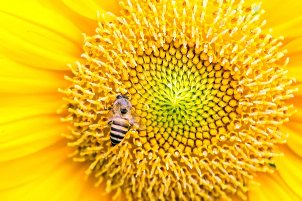 Närbild på solros med bee — Stockfoto