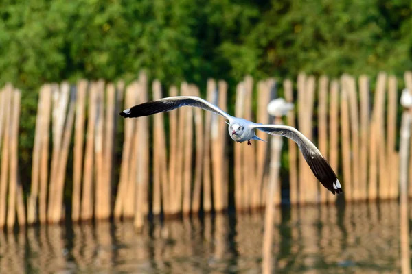 Flying seagulls in action at Bangpoo Thailand — Stock Photo, Image