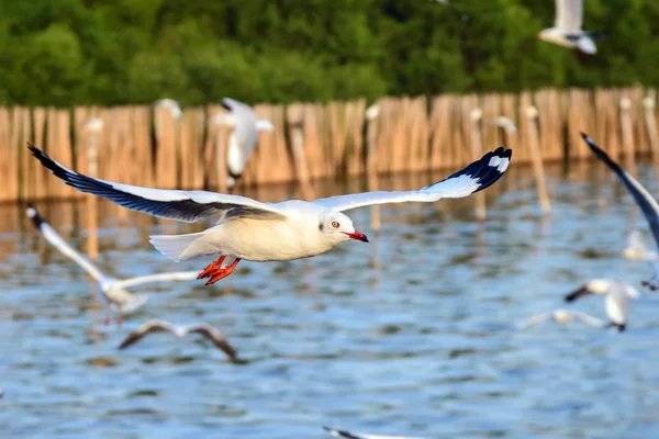 Flying seagulls in action at Bangpoo Thailand — Stock Photo, Image