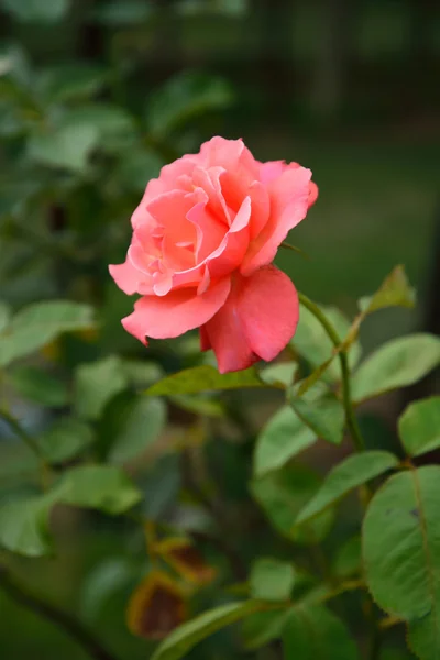 花园灌木丛中的玫瑰 — 图库照片