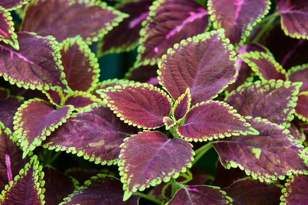 Fundo floral de Coleus (urtiga pintada ) — Fotografia de Stock