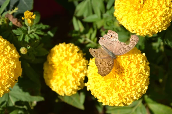 Schöner Schmetterling, der in der Ringelblume sitzt — Stockfoto