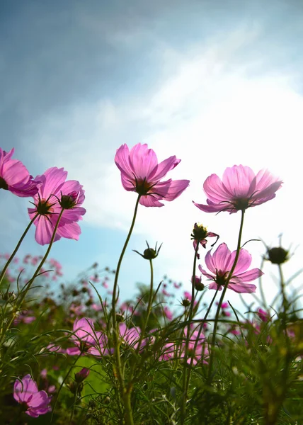 Cosmos flowers and sky — Stock Photo, Image