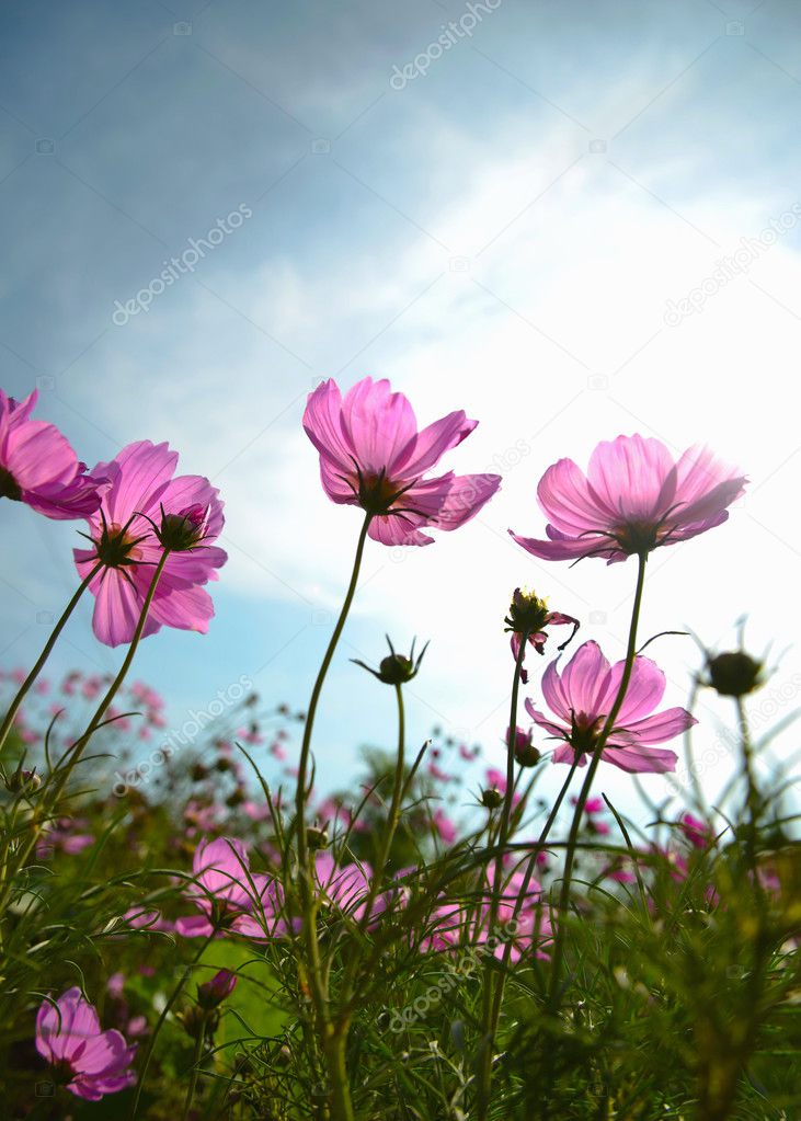 Cosmos flowers and sky