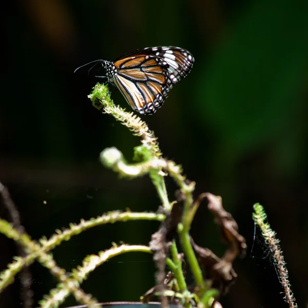 Ein schöner Schmetterling sitzt im Baum — Stockfoto