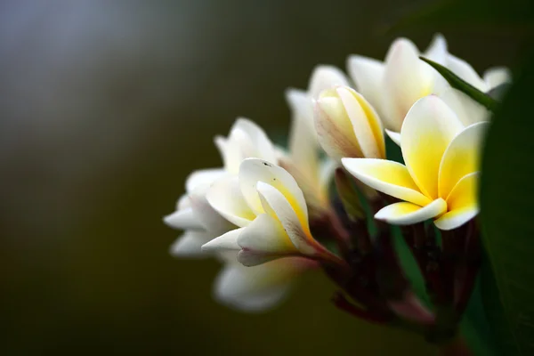 Branch of tropical flowers frangipani (plumeria) — Stock Photo, Image