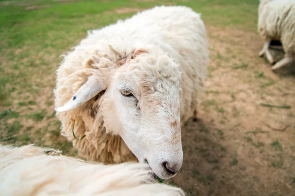 Vita ulliga får i ett grönt fält — Stockfoto