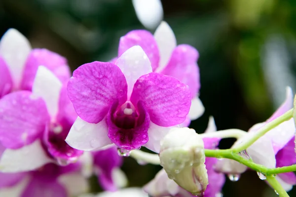 Flowers Orchid — Stock Photo, Image