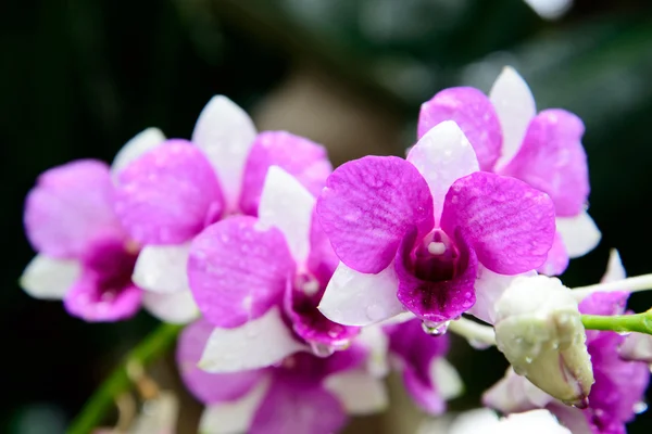 Flowers Orchid — Stock Photo, Image