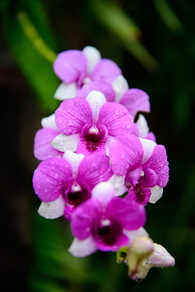 Bloemen orchid — Stockfoto