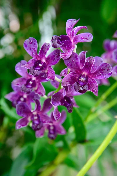 Rhynchostylis gigantea var μωβ ορχιδέες — Φωτογραφία Αρχείου