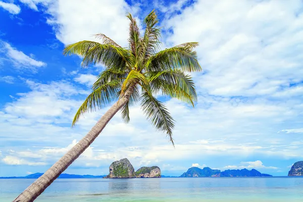 Kokosnoot boom en strand aan ngai eiland, een eiland in de andaman — Stockfoto
