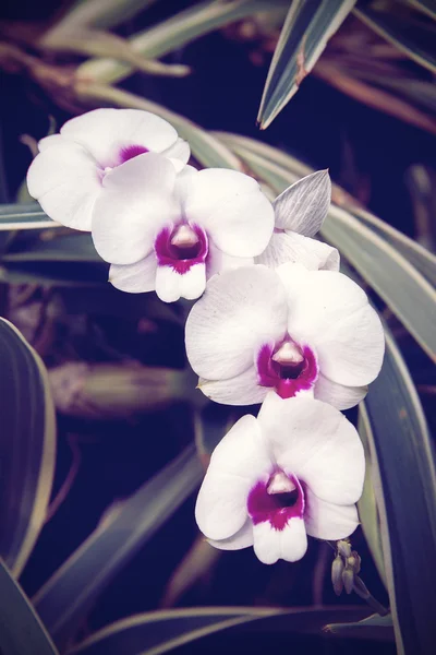 Εκλεκτής ποιότητας ύφος της άσπροι orchid dendrobium λουλούδι — Φωτογραφία Αρχείου